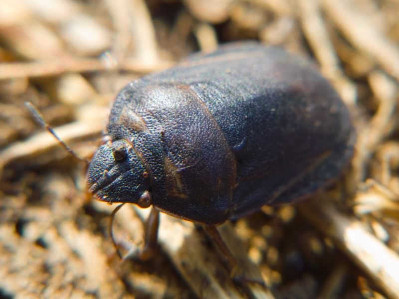 Eurygaster integriceps Puton, 1881